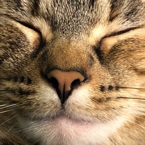 Meet your Posher, Alexa